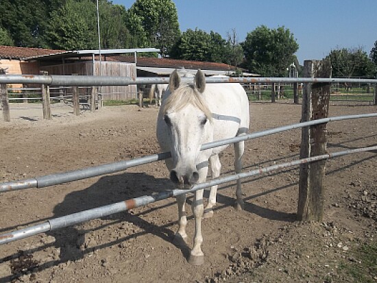 cavallo curioso