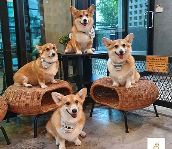 perros