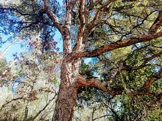 ARBOL