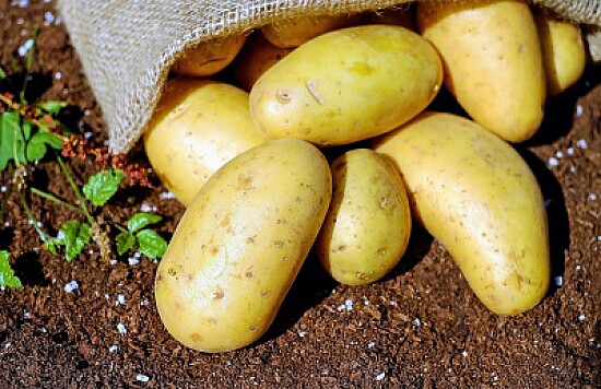 Papas