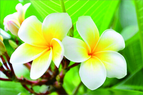 花賞