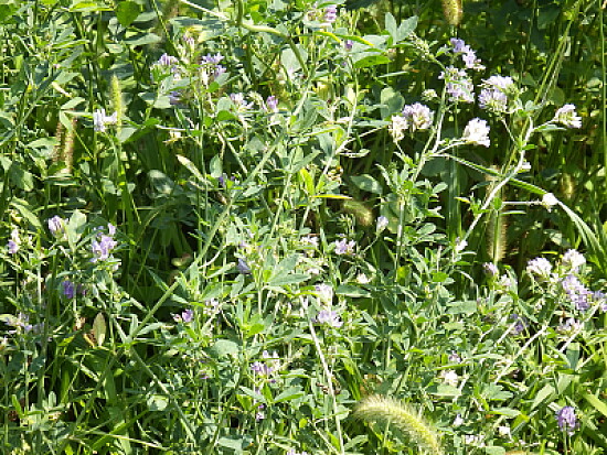 fiori azzurri