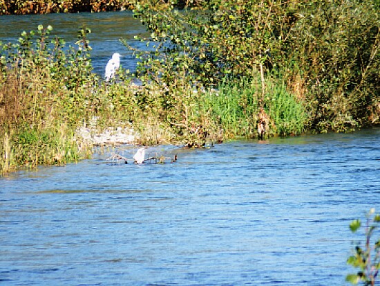 fiume oglio