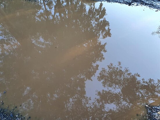 Prospectus from a puddle