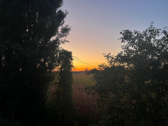 Sunrise trees