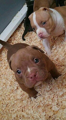 Cachorros