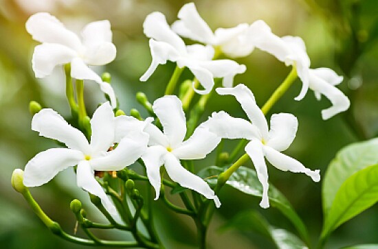 Jasmine