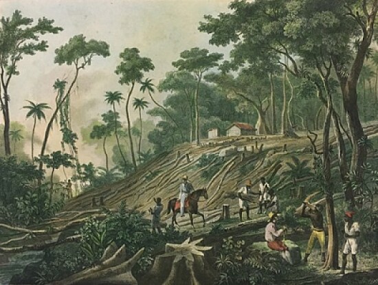 Derrubada de uma floresta