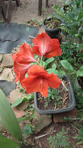 FLOR