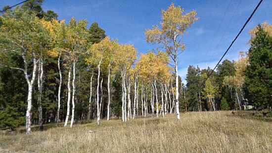 Aspens on Casper Mountain