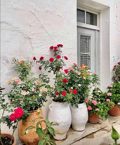 flores