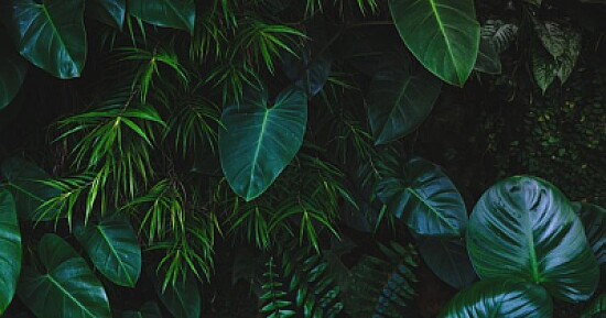 Plantas
