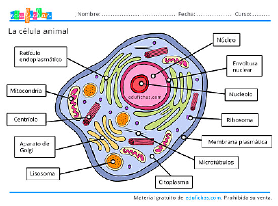 Celula