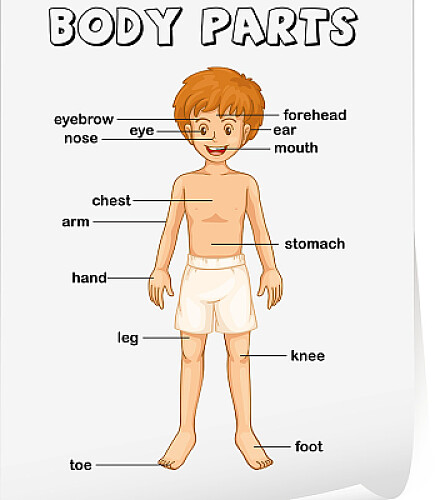 Parts of the body