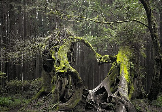 Árboles