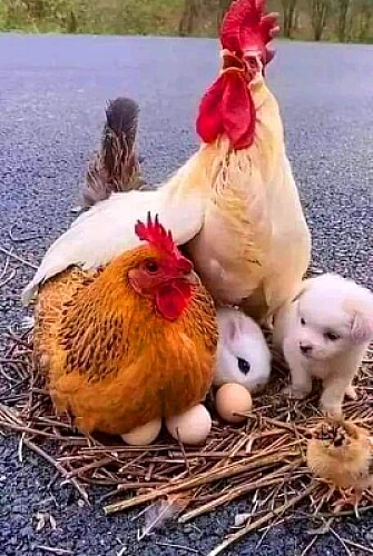 animales