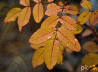 Fall Color