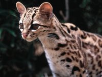 ocelote2