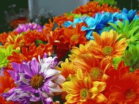 fiori estivi