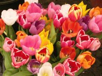 tulipani