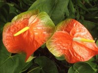anthurium
