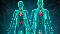 SISTEMA ENDOCRINO