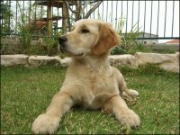 golden retvier