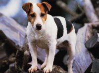 jack russel