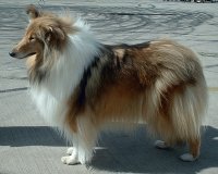 collie