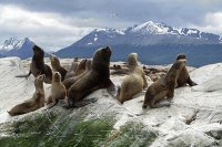 ushuaia focas