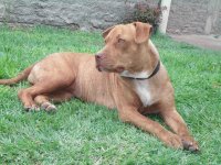 pitbull