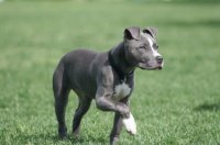 pitbull 2