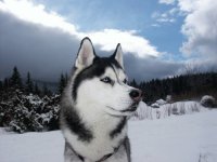 siberian-huskey4