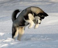 siberian husky