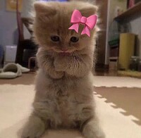 gatito