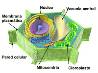 CÉLULA VEGETAL