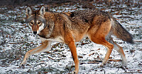 wolves