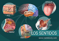 5 sentidos