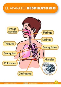 SISTEMAS DEL CUERPO HUMANO