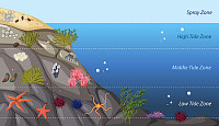 ECOSISTEMA MARINO