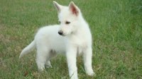 White German Sepherd