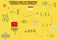 Célula e capacitor