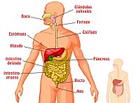 sistema digestivo.