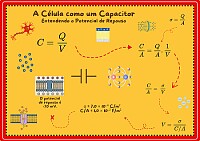 Potencial de repouso