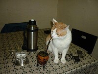 Gatos epicos