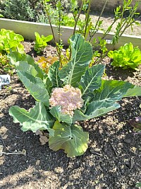 Huerta Escolar