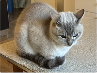 gatto1