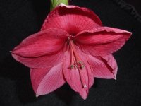 Amarilis