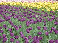 Tulipas