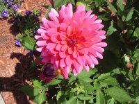 flor